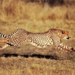 Mơ Thấy Con Báo Là Điềm Báo Gì?